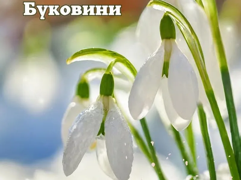 Первоцвіти Буковини